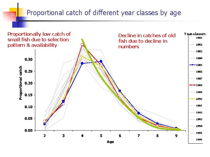 38 Proportional catch of different year classes by age Proportionally low catch of small