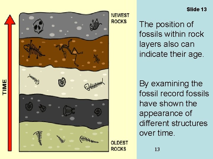 Slide 13 The position of fossils within rock layers also can indicate their age.