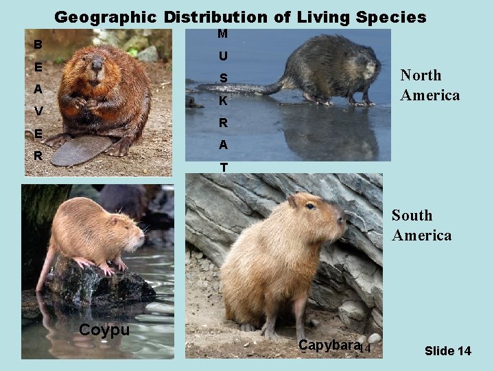 Geographic Distribution of Living Species M B U E North America S A K