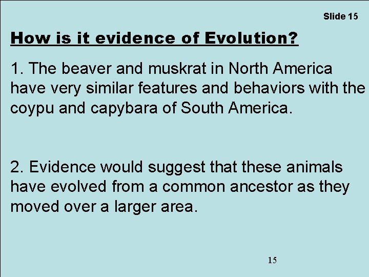 Slide 15 How is it evidence of Evolution? 1. The beaver and muskrat in