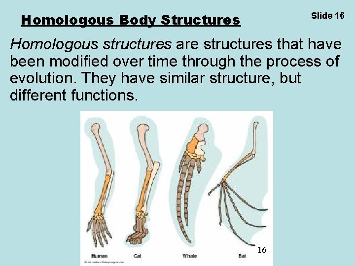 Homologous Body Structures Slide 16 Homologous structures are structures that have been modified over