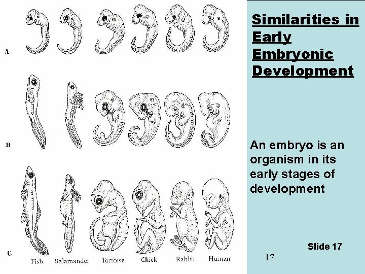 Similarities in Early Embryonic Development An embryo is an organism in its early stages