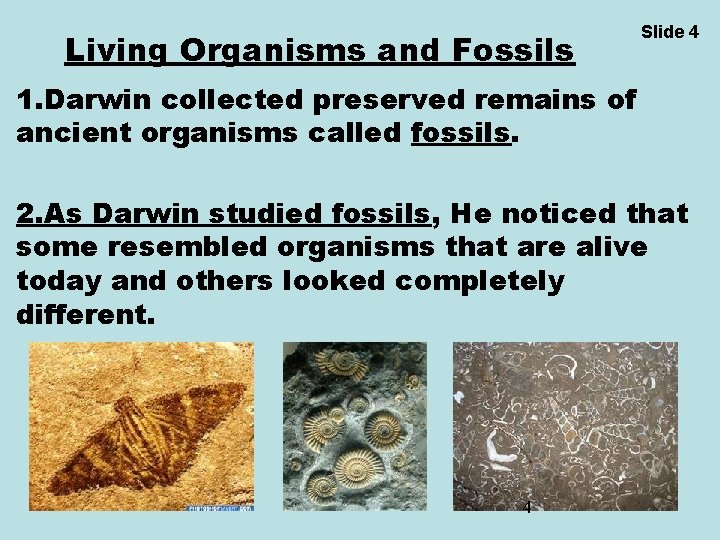 Living Organisms and Fossils Slide 4 1. Darwin collected preserved remains of ancient organisms