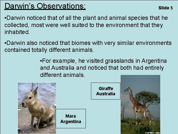 Darwin’s Observations: Slide 5 • Darwin noticed that of all the plant and animal