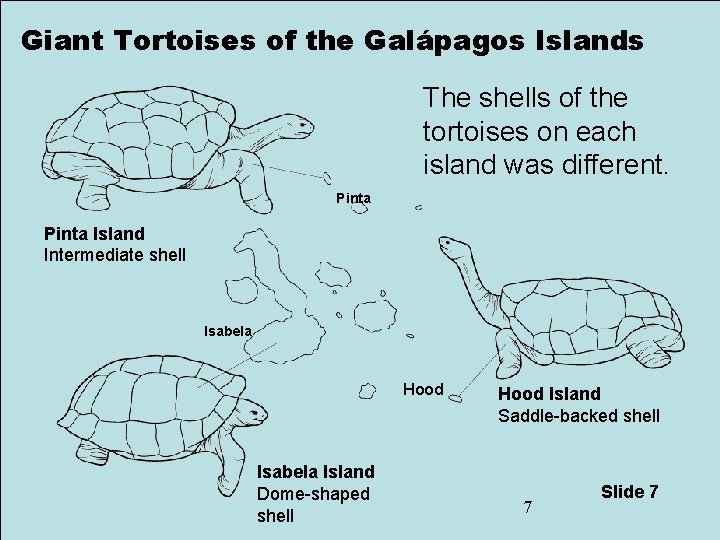 Giant Tortoises of the Galápagos Islands The shells of the tortoises on each island