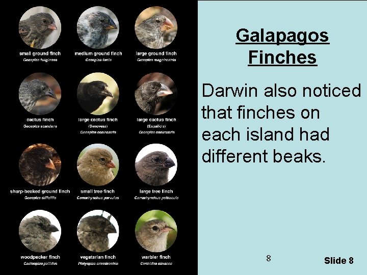 Galapagos Finches Darwin also noticed that finches on each island had different beaks. 8