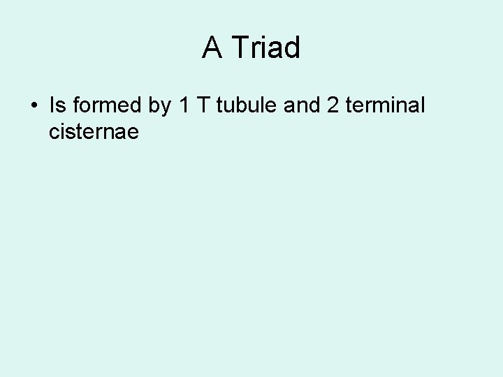 A Triad • Is formed by 1 T tubule and 2 terminal cisternae 