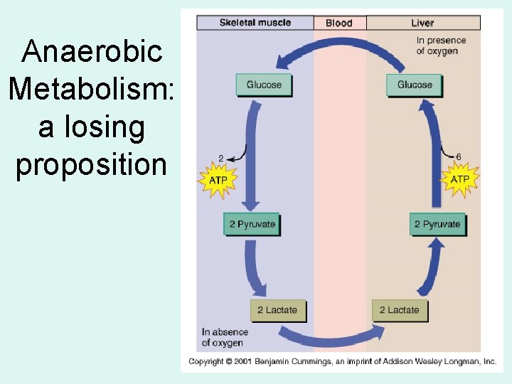 Anaerobic Metabolism: a losing proposition 