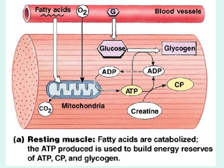 Muscle Metabolis m 