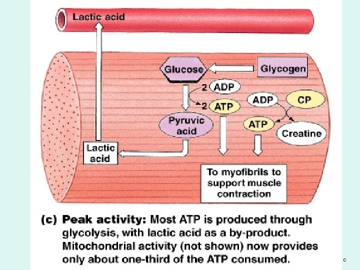 Muscle Metabolism Figure 10– 20 c 