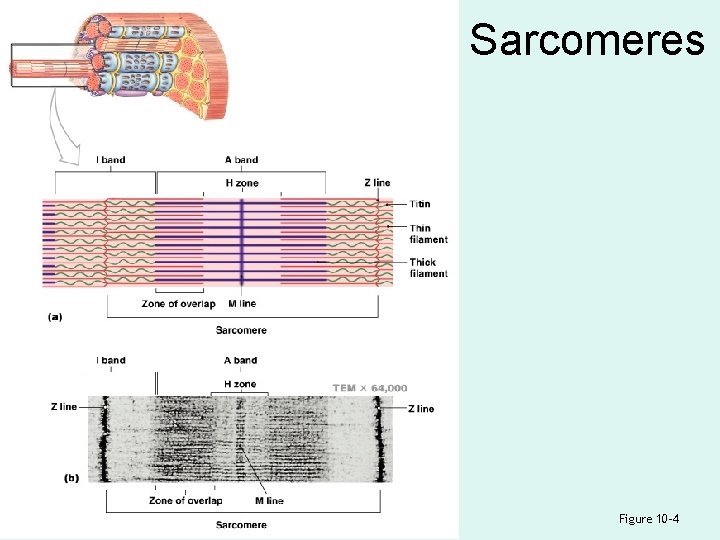 Sarcomeres Figure 10– 4 