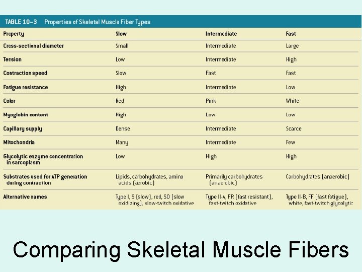 Comparing Skeletal Muscle Fibers 