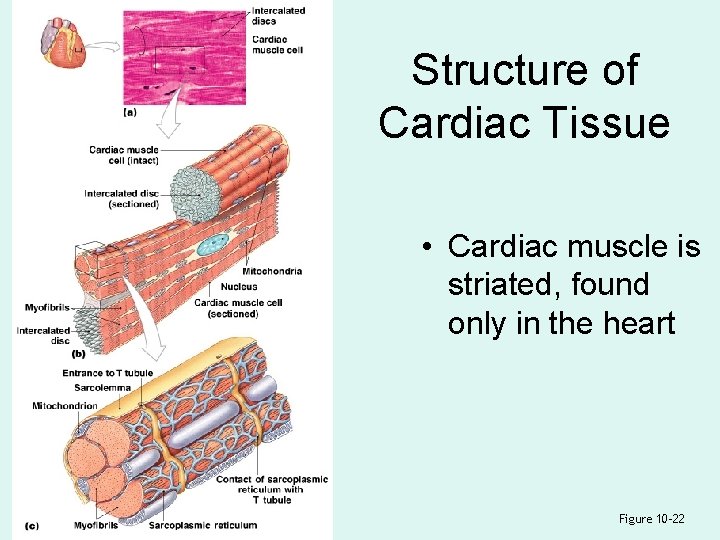 Structure of Cardiac Tissue • Cardiac muscle is striated, found only in the heart