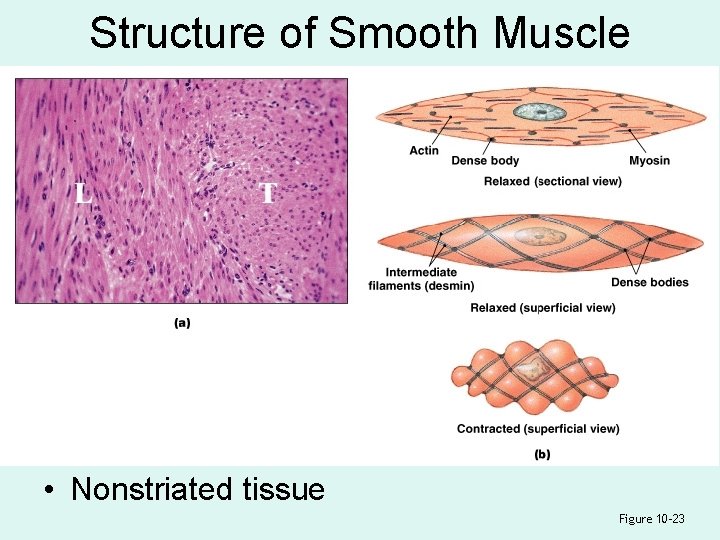 Structure of Smooth Muscle • Nonstriated tissue Figure 10– 23 