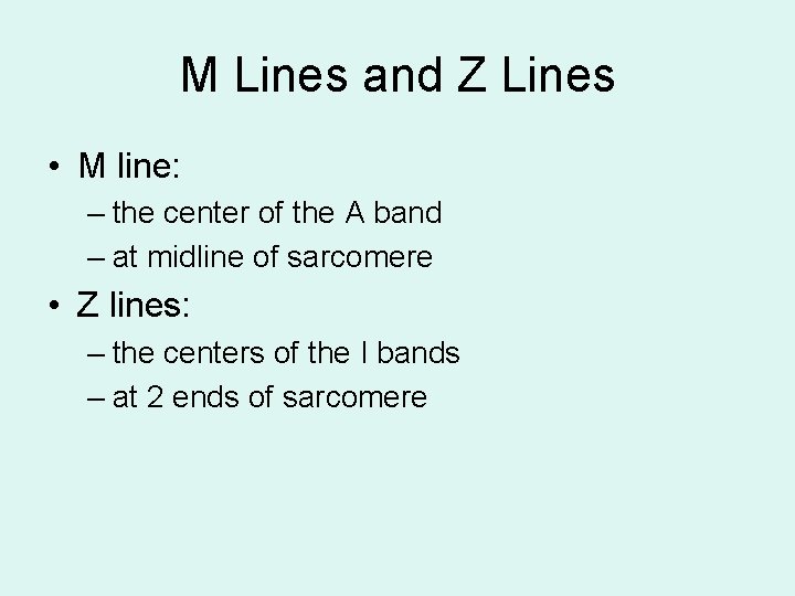 M Lines and Z Lines • M line: – the center of the A