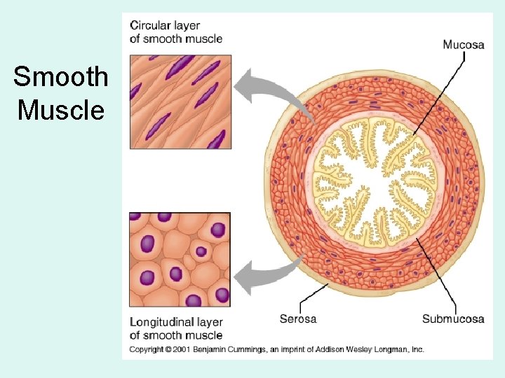 Smooth Muscle 