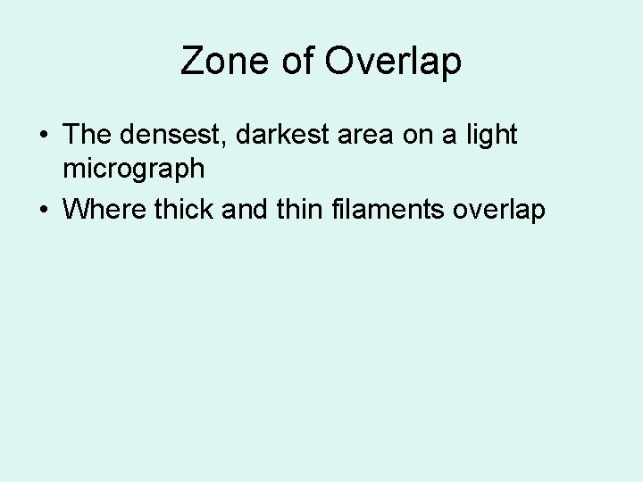 Zone of Overlap • The densest, darkest area on a light micrograph • Where