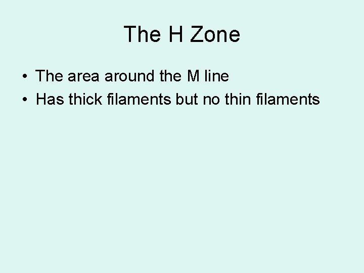 The H Zone • The area around the M line • Has thick filaments