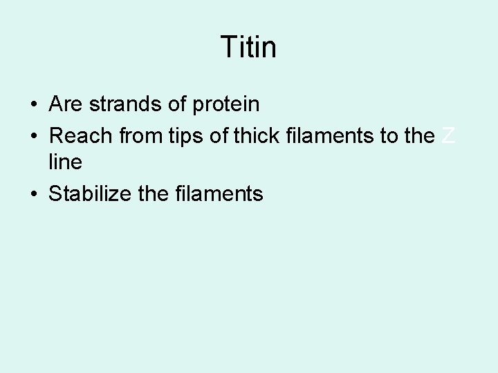 Titin • Are strands of protein • Reach from tips of thick filaments to