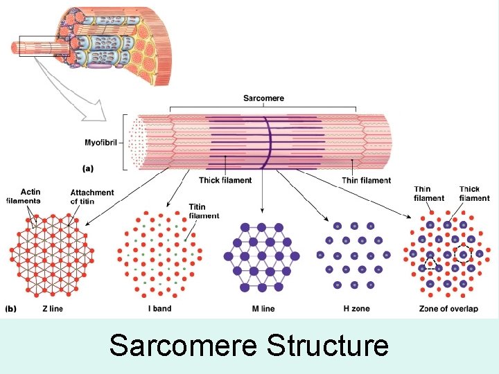 Sarcomere Structure 