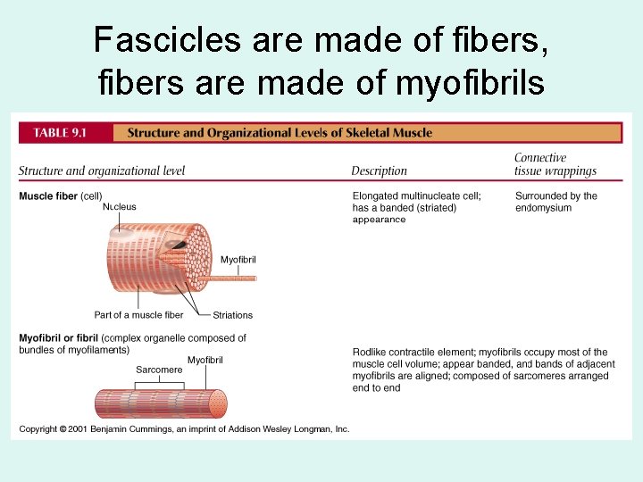 Fascicles are made of fibers, fibers are made of myofibrils 