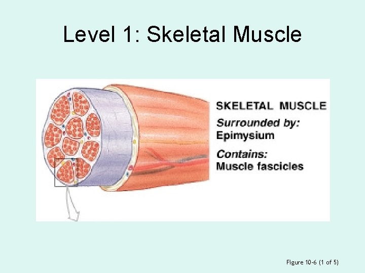 Level 1: Skeletal Muscle Figure 10– 6 (1 of 5) 