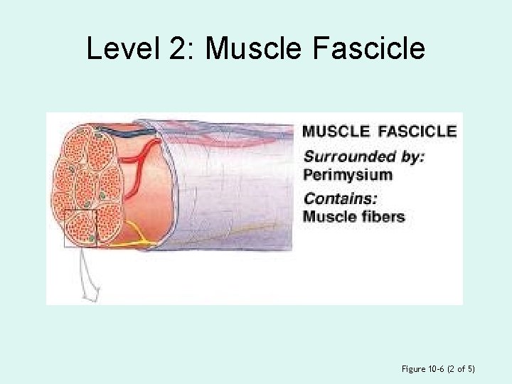 Level 2: Muscle Fascicle Figure 10– 6 (2 of 5) 