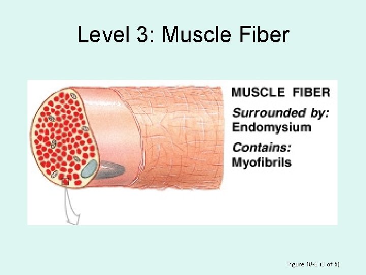 Level 3: Muscle Fiber Figure 10– 6 (3 of 5) 