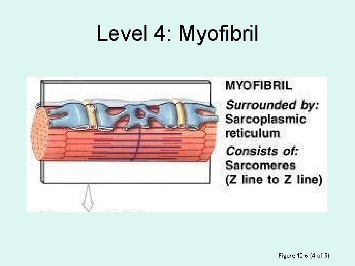 Level 4: Myofibril Figure 10– 6 (4 of 5) 