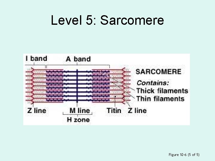 Level 5: Sarcomere Figure 10– 6 (5 of 5) 