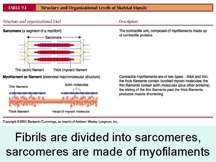 Fibrils are divided into sarcomeres, sarcomeres are made of myofilaments 