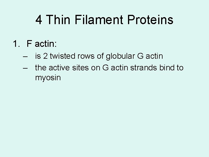 4 Thin Filament Proteins 1. F actin: – is 2 twisted rows of globular