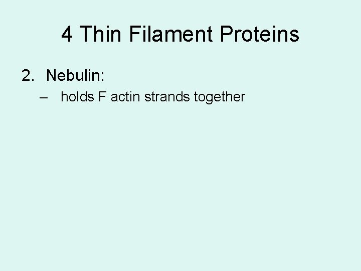 4 Thin Filament Proteins 2. Nebulin: – holds F actin strands together 