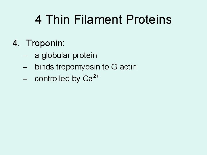 4 Thin Filament Proteins 4. Troponin: – a globular protein – binds tropomyosin to