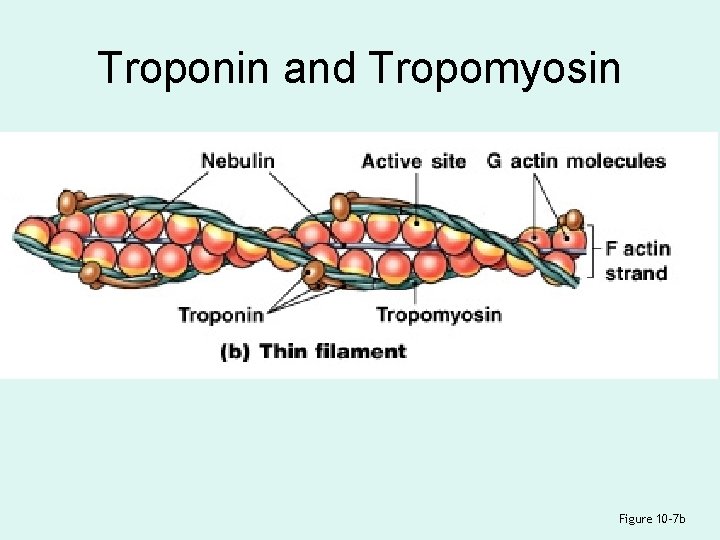 Troponin and Tropomyosin Figure 10– 7 b 