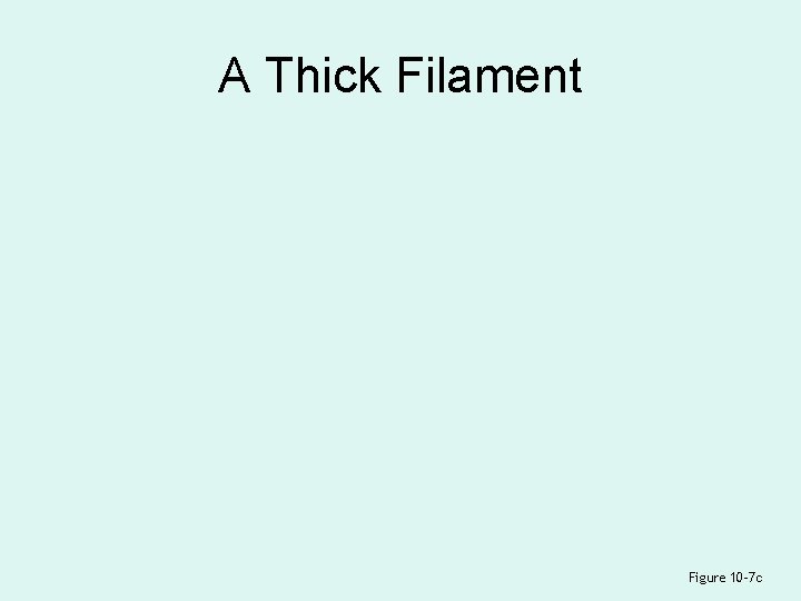 A Thick Filament Figure 10– 7 c 