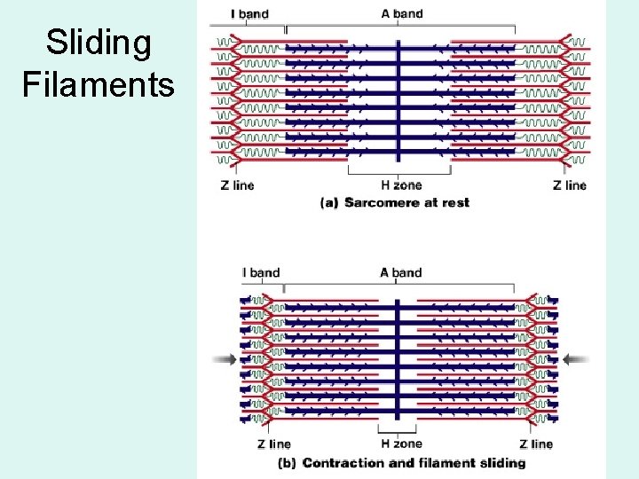 Sliding Filaments 