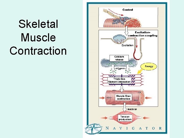 Skeletal Muscle Contraction 