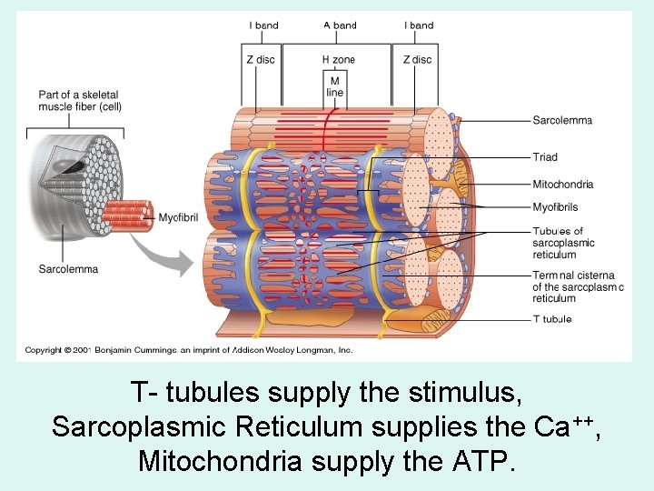 T- tubules supply the stimulus, Sarcoplasmic Reticulum supplies the Ca++, Mitochondria supply the ATP.