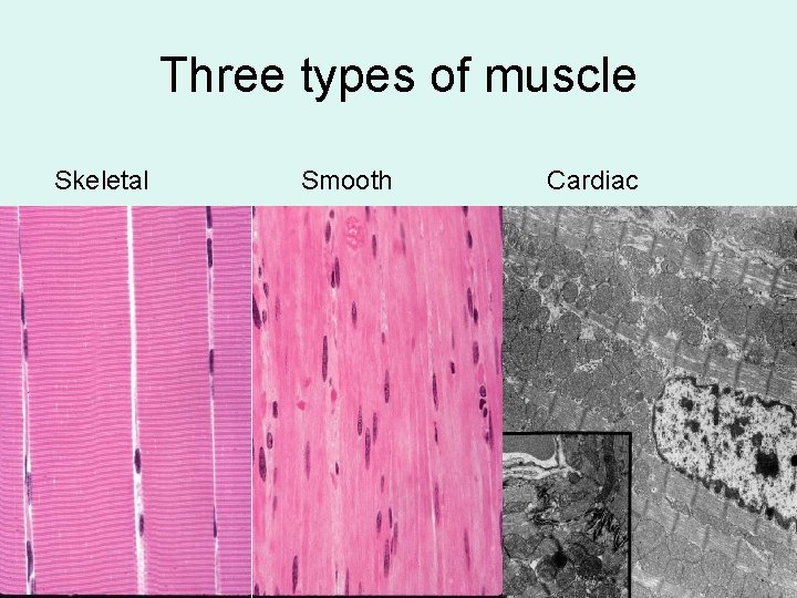 Three types of muscle Skeletal Smooth Cardiac 