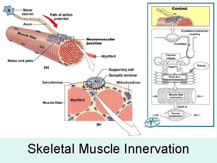 Skeletal Muscle Innervation 