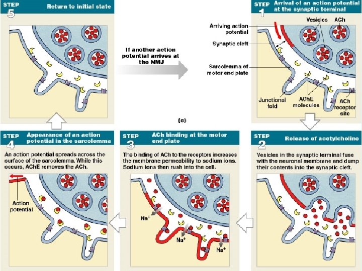 Skeletal Muscle Innervation Figure 10– 10 c 