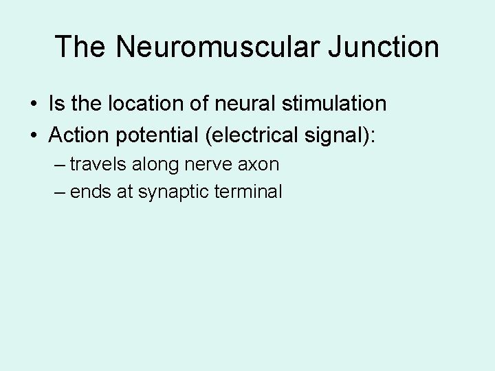 The Neuromuscular Junction • Is the location of neural stimulation • Action potential (electrical