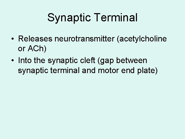Synaptic Terminal • Releases neurotransmitter (acetylcholine or ACh) • Into the synaptic cleft (gap