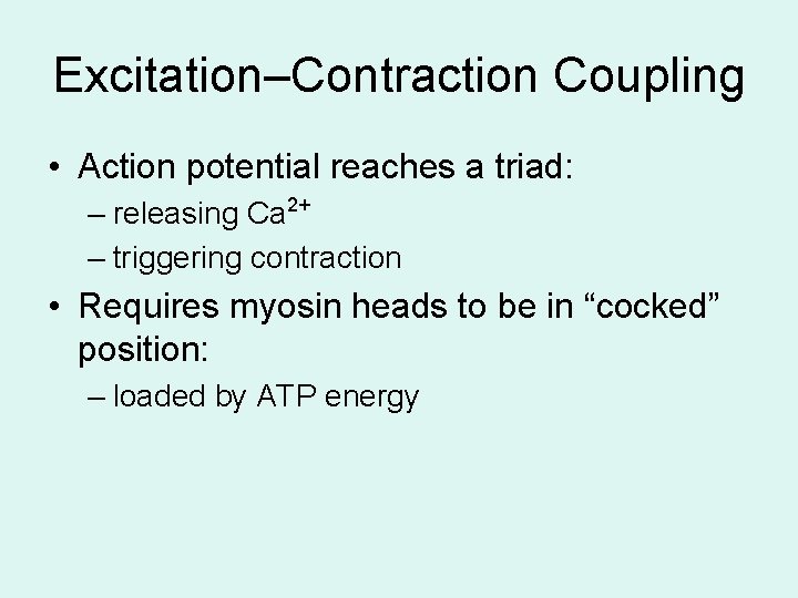 Excitation–Contraction Coupling • Action potential reaches a triad: – releasing Ca 2+ – triggering