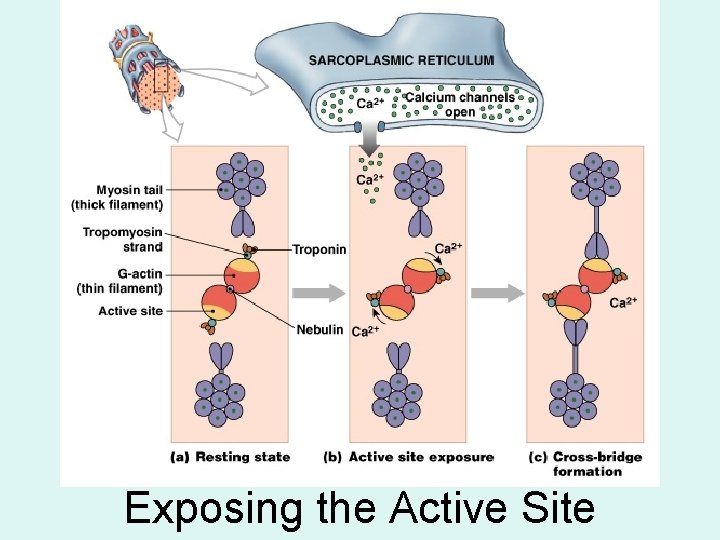 Exposing the Active Site 