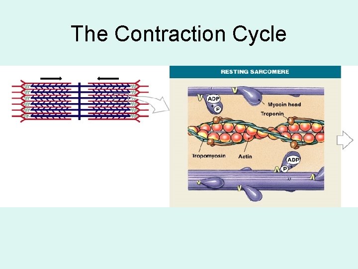 The Contraction Cycle 