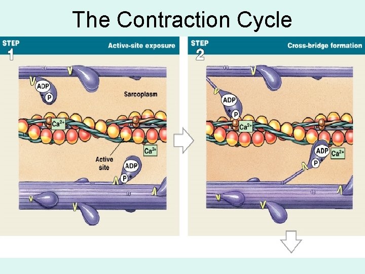 The Contraction Cycle 