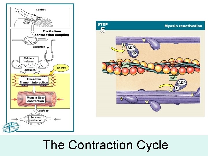 The Contraction Cycle 