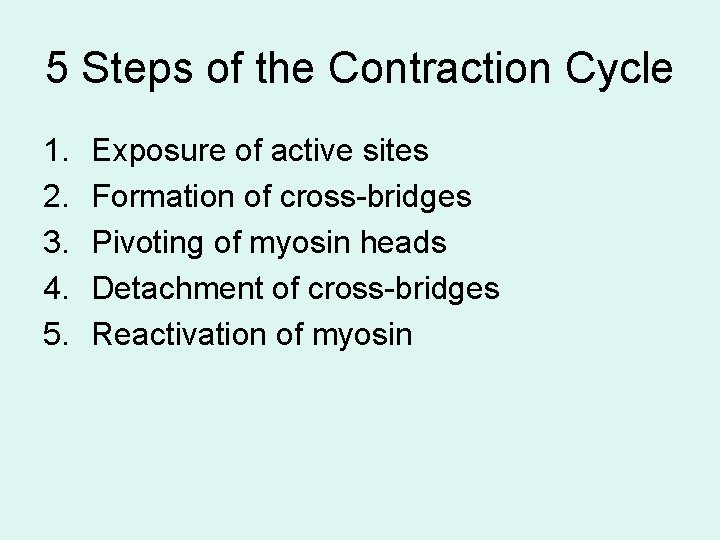 5 Steps of the Contraction Cycle 1. 2. 3. 4. 5. Exposure of active